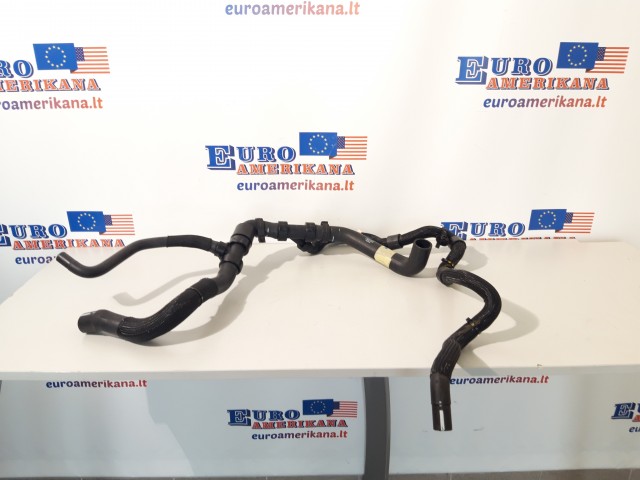 Radiatoriaus apatinė žarna